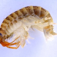 Killer shrimp